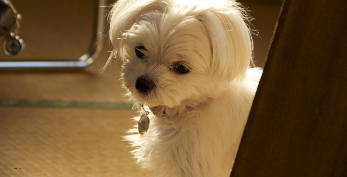 【獣医師監修】愛犬の涙やけにもう悩まない！原因から対策、予防法まで徹底解説